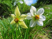 18 Narcissus poeticus (Narcisi...sopravvissuti alla grandinata !)